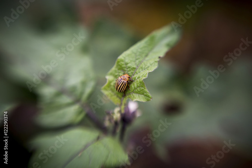 Colorado Potato beetle (Leptinotarsa decemlineata) on a leaf, Fallston, Maryland, United States of America photo