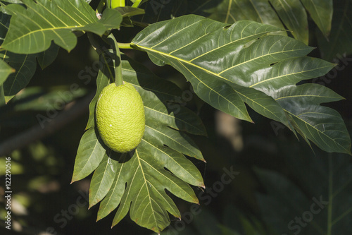 Breadfruit (Artocarpus altilis) known locally as Ulu was a staple of Native Hawaiians and is making a resurgence throughout Hawaii, Captain Hook, Island of Hawaii, Hawaii, United States of America photo