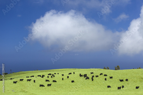 Black angus cattle graze in North Kohala, Hawaii with cattle egrets (Bubulcus ibis) in pasture, Kohala, Island of Hawaii, Hawaii, United States of America photo