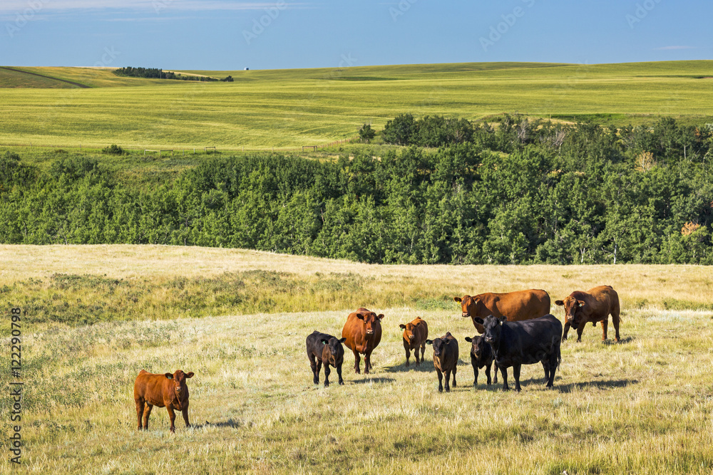 Cattle in field with rolling hills in the background and blue sky, Acme, Alberta, Canada Cattle in field with rolling hills in the background and blue sky, Acme, Alberta, Canada