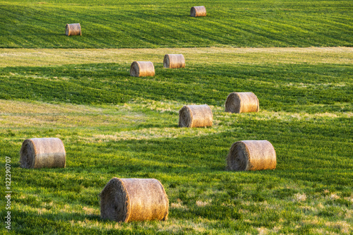 Large round hay bales in cut alfalfa field, Alberta, Canada photo