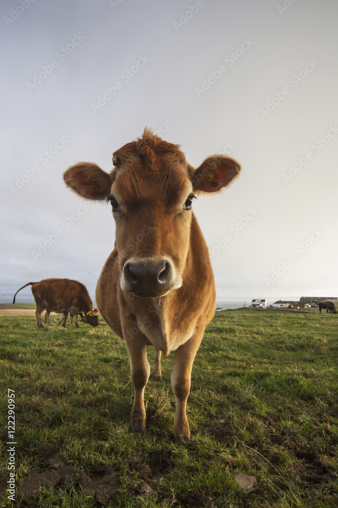 A cow staring at the camera,Dumfries and galloway scotland A cow staring at the camera,Dumfries and galloway scotland