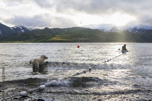 A Woman Tending Her Subsistence Salmon Net By Kayak At A Summer Fish Camp On The East End Of Unimak Island On The Edge Of Isanotski Strait; False Pass, Southwest Alaska, United States Of America photo