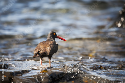 Black Oystercatcher (Haematopus Bachmani); Sankin Island, Ikatan Bay, Aleutian Islands, Southwest Alaska, United States Of America photo