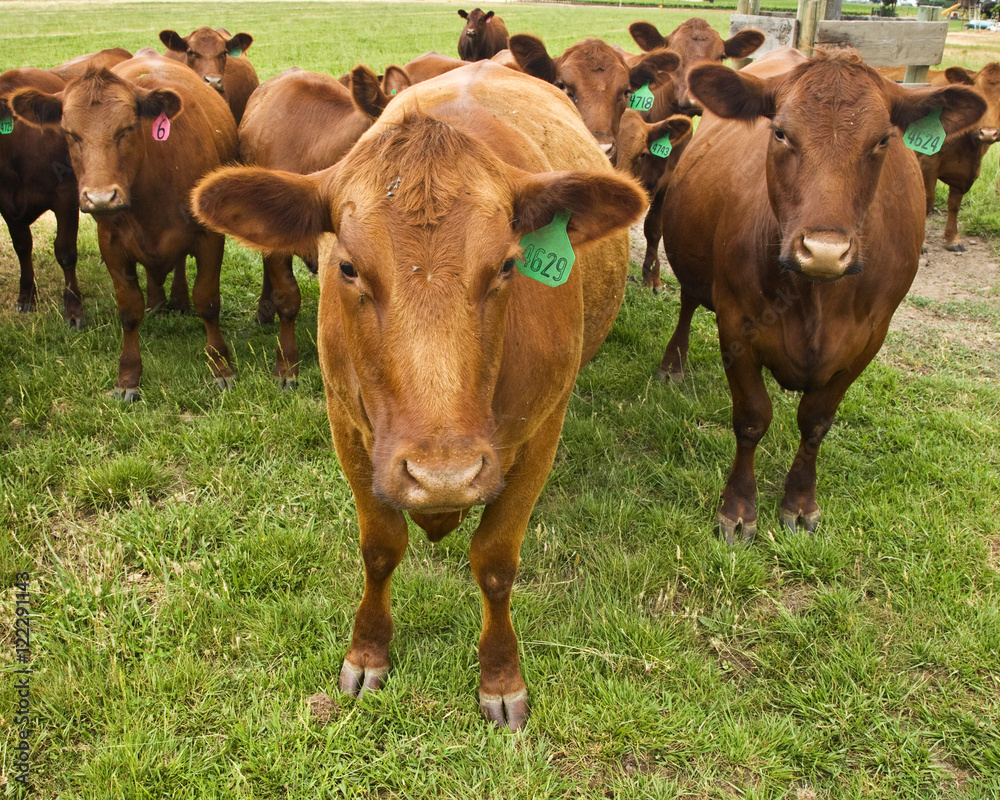 Livestock - Red Angus beef cattle on a green pasture / near Tracy, San Joaquin County, California, USA. Livestock - Red Angus beef cattle on a green pasture / near Tracy, San Joaquin County, California, USA.