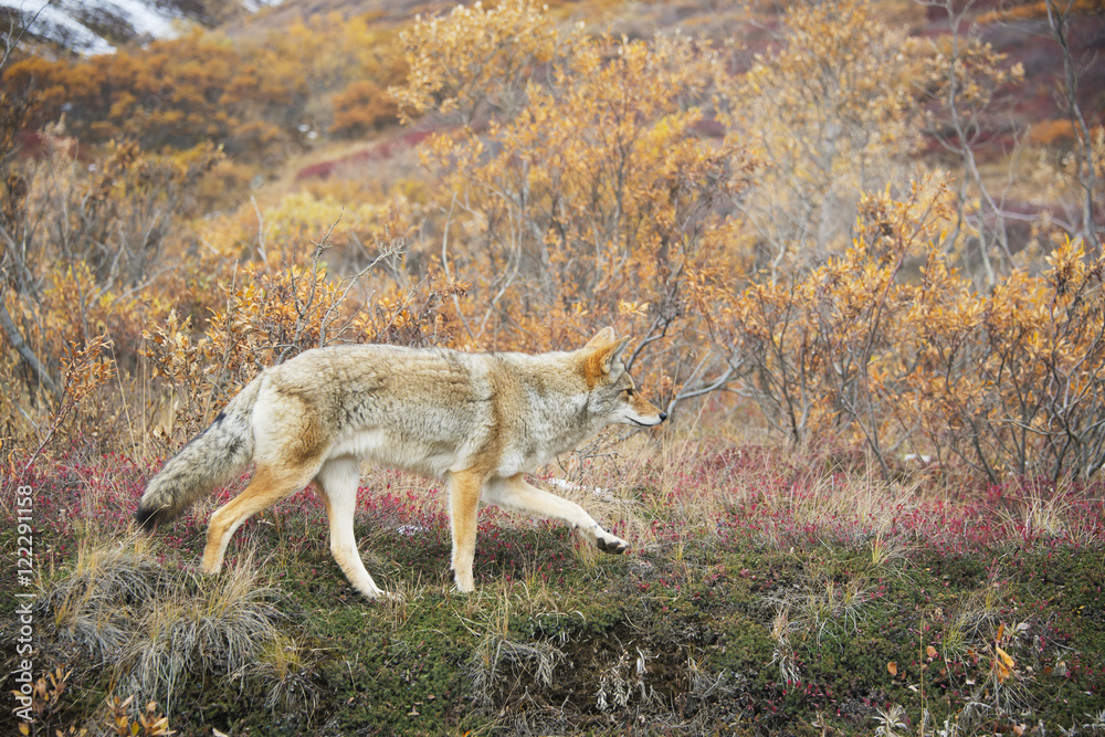 Coyote (canis latrans) hunts in autumn colors in denali national park;Alaska united states of america Coyote (canis latrans) hunts in autumn colors in denali national park;Alaska united states of america