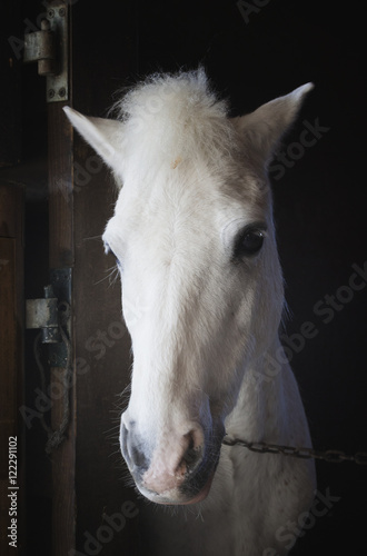 Portrait of a white horse,Mijas malaga province costa del sol spain photo