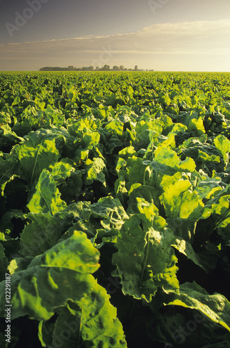 Agriculture - Healthy mature sugar beet field ready for harvest in late afternoon light / near Amenia, Red River Valley, North Dakota, USA. photo