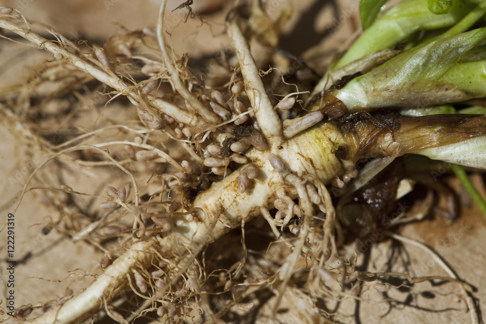 Agriculture - Closeup of nodules of nitrogen-fixing Rhizobia bacteria on the roots of forage legumes / Arkansas, USA. Agriculture - Closeup of nodules of nitrogen-fixing Rhizobia bacteria on the roots of forage legumes / Arkansas, USA.