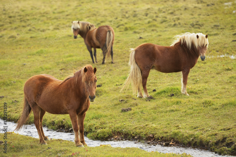 Icelandic Horses Grazing, Vidimyri, Skagafjordur, Iceland Icelandic Horses Grazing, Vidimyri, Skagafjordur, Iceland