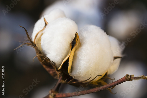 Agriculture - Sideview of a mature, harvest ready 5-lock cotton boll in Autumn / Mississippi, USA. photo