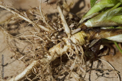 Agriculture - Closeup of nodules of nitrogen-fixing Rhizobia bacteria on the roots of forage legumes / Arkansas, USA.