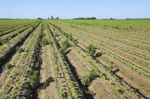 Horseweed invading soybean field