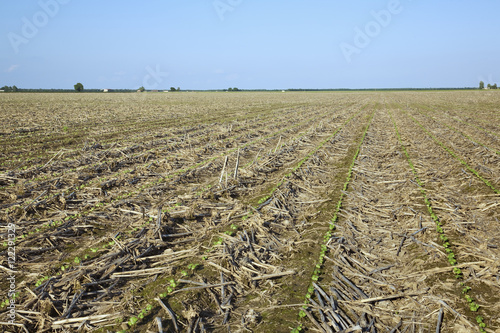 Agriculture - Field of cotton seedlings at the first true leaf stage, planted no-till in residue of the previous year