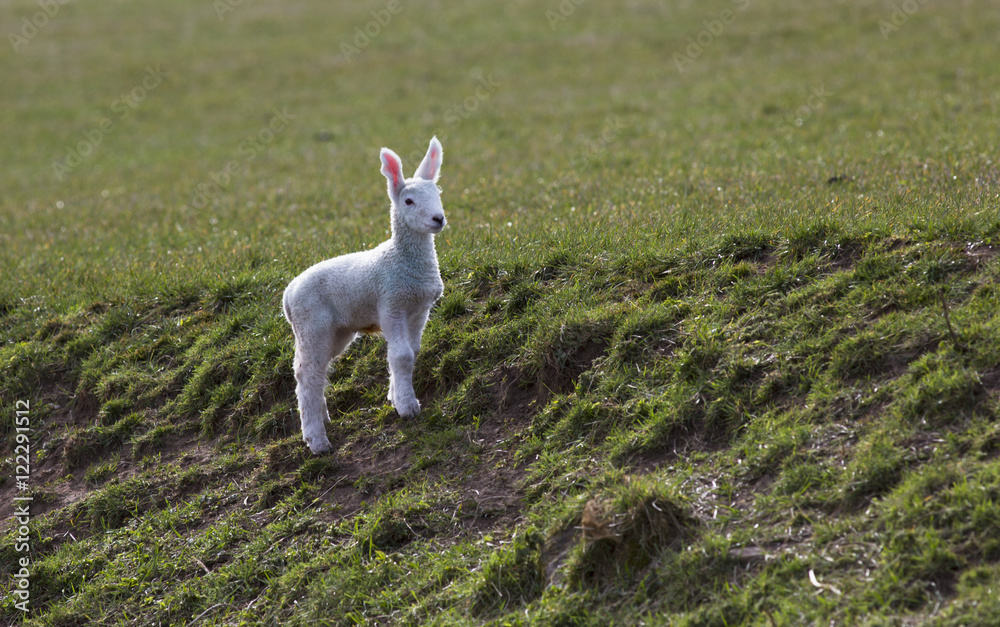 A lamb watching with ears perked up, Northumberland, England