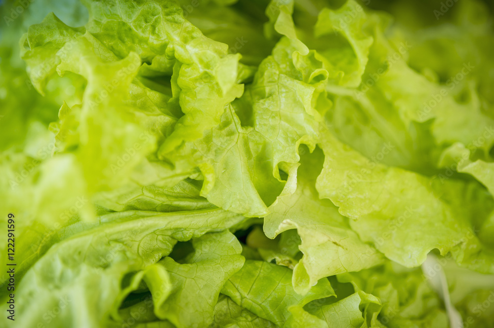 Close up of green lettuce at the Waverly Farmers Market, Baltimore, Maryland, United States of America Close up of green lettuce at the Waverly Farmers Market, Baltimore, Maryland, United States of America