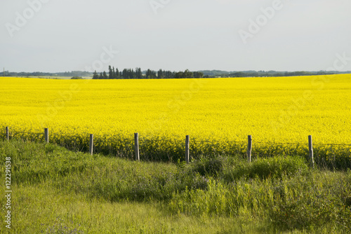 A yellow canola field, Erickson, Manitoba, Canada