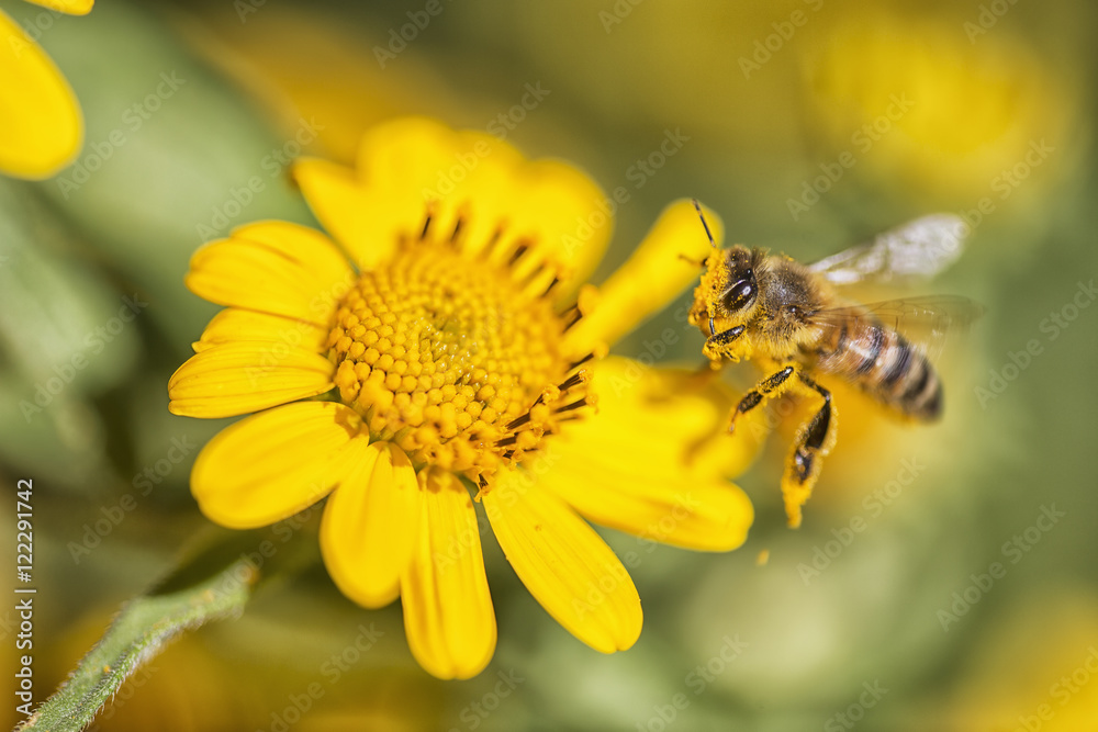 Close-up of honey bee pollinating a yellow flower Close-up of honey bee pollinating a yellow flower