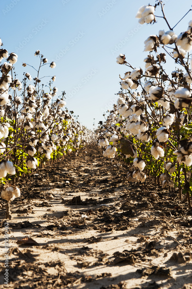 Rows of ripe cotton, Hinds County, Mississippi, United States of America Rows of ripe cotton, Hinds County, Mississippi, United States of America