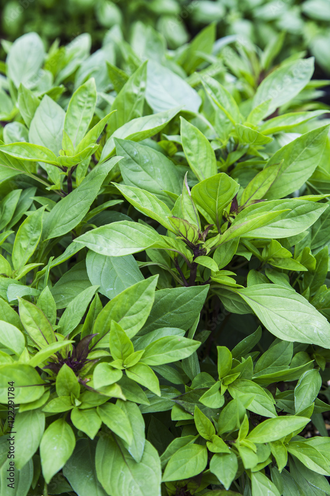 Siam Queen Thai Basil (Ocimum basilicum), Toronto, Ontario, Canada Siam Queen Thai Basil (Ocimum basilicum), Toronto, Ontario, Canada