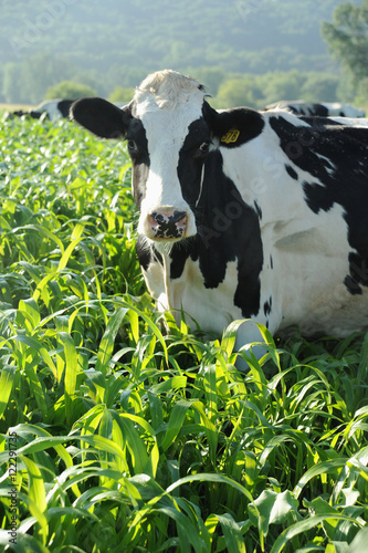 Holsteins in sorghum field, Wisconsin, United States of America photo