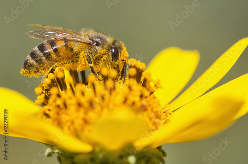 A bee is busy pollenating flowers as it goes about it's job collecting pollen, Bolivia