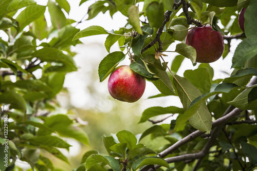 Empire apples on the tree, Norfolk County, Ontario, Canada photo