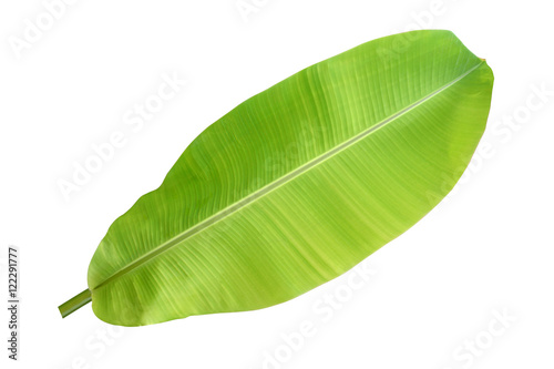 Banana leaf on a white background.