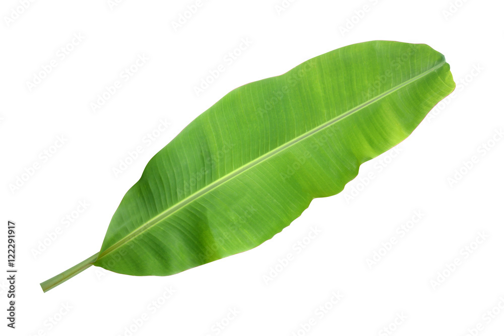 Obraz premium Banana leaf on a white background.