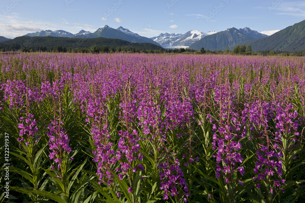 Fireweed, Alaska, USA