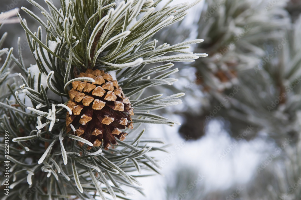 Close-Up Image Of Frost-Covered Pine Cone On Branch In Winter. Close-Up Image Of Frost-Covered Pine Cone On Branch In Winter.