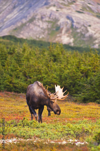 A Bull Moose In Rut Standing In A Wooded Area Near Powerline Pass In Chugach State Park, Anchorage, Southcentral Alaska, Autumn photo