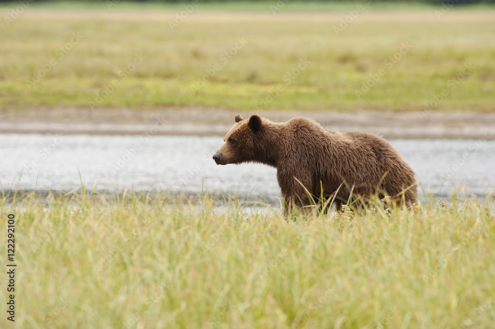 A Grizzly Bear (Ursus Arctos Horribilis); Tenakee Springs, Alaska, United States Of America A Grizzly Bear (Ursus Arctos Horribilis); Tenakee Springs, Alaska, United States Of America