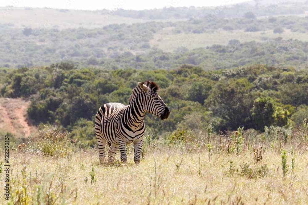 Fototapeta premium Zebra