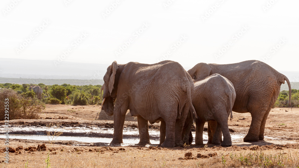Fototapeta premium Elephant Tribe