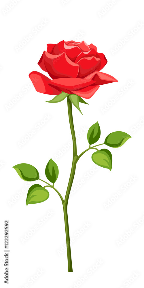 Fototapeta premium Vector red rose with stem isolated on a white background.