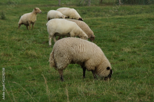 Grasende Schafe in Reihe