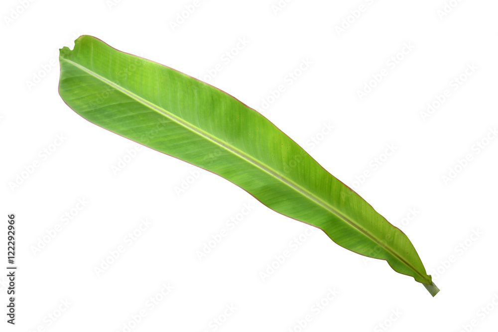 Obraz premium Banana leaf on a white background.