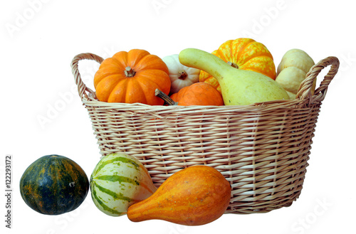 pumpkin and gourd photo