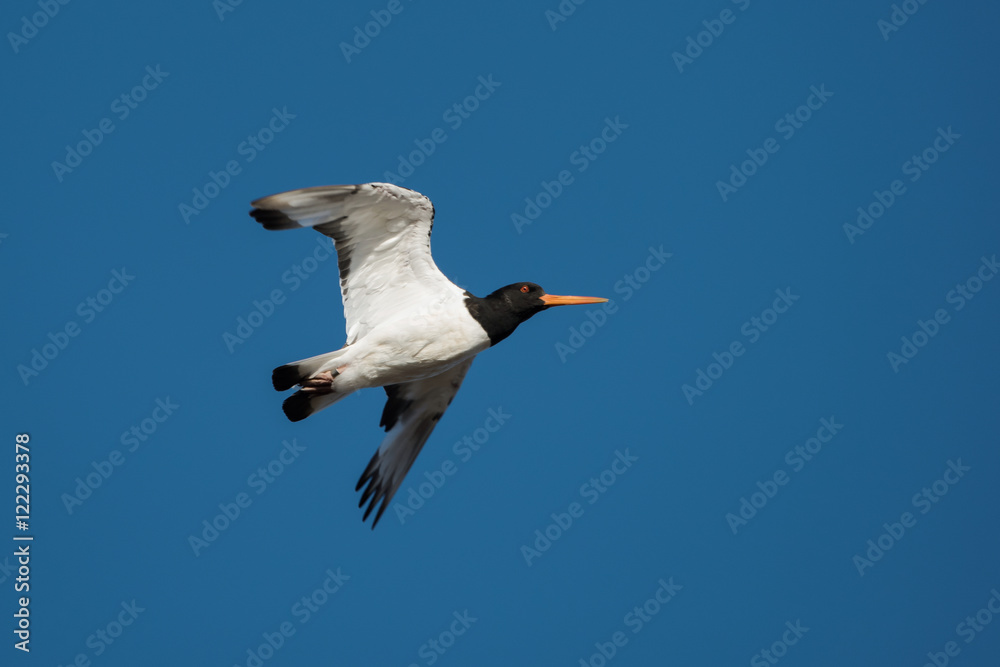Eurasian Oystercatcher, Haematopus ostralegus Eurasian Oystercatcher, Haematopus ostralegus