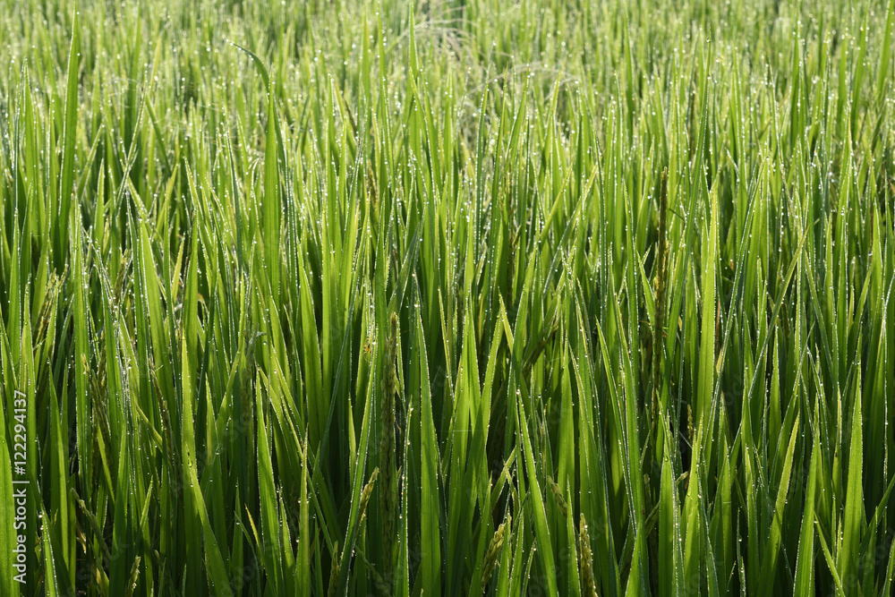 Rice field in the morning. Rice field in the morning.