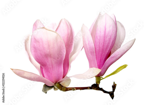 pink magnolia flowers © anphotos99