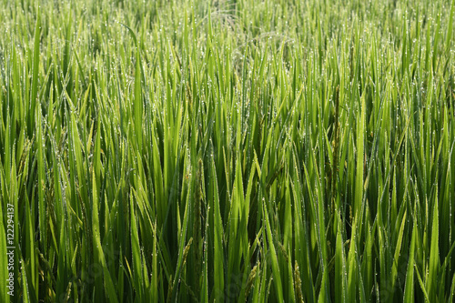 Rice field in the morning.