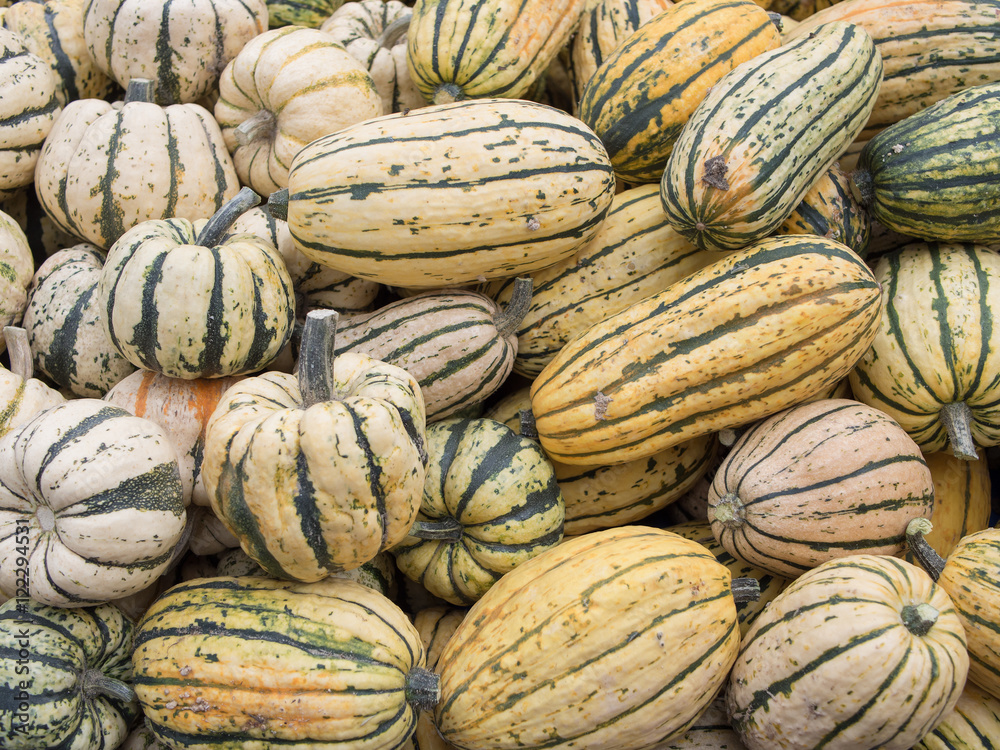 Harvest: Heap of US American Delicata Squash, peanut squash, Cucurbita pepo