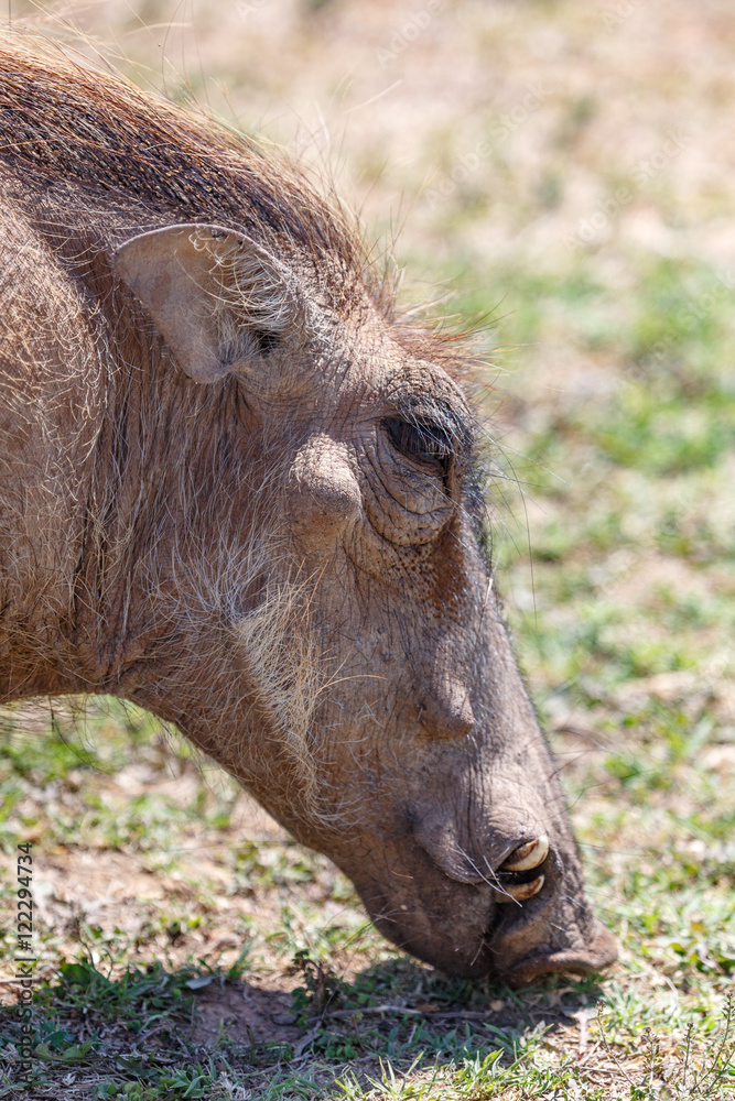 Fototapeta premium More Fooood