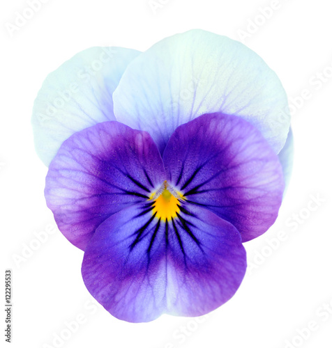 pansy flower © anphotos99