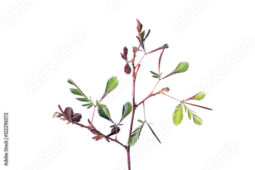 Sensitive plant on white background.  mimosa pudica plant 