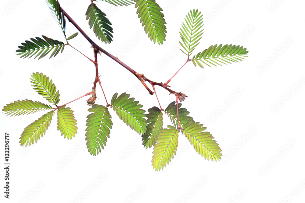 Sensitive plant on white background. (mimosa pudica plant) Sensitive plant on white background. (mimosa pudica plant)