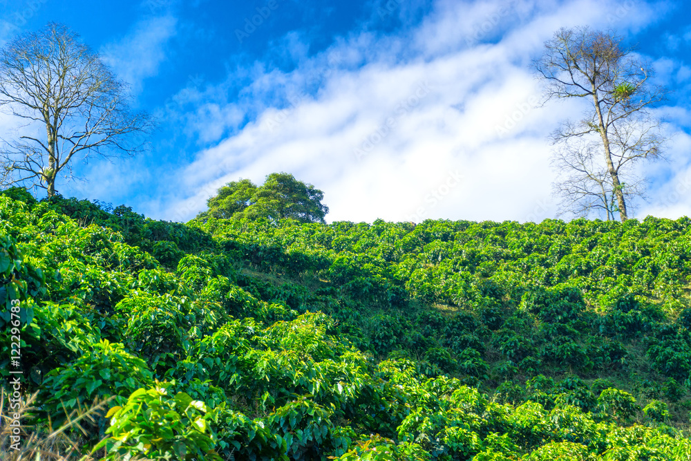 View of Coffee Plants