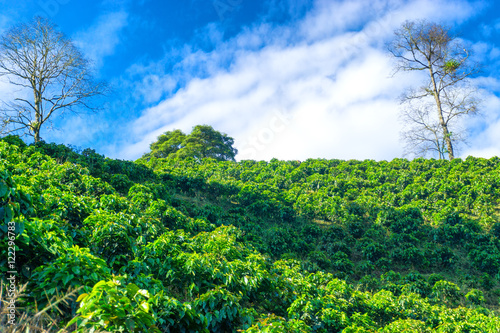 Fototapeta Naklejka Na Ścianę i Meble -  View of Coffee Plants